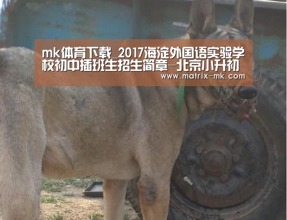 mk体育